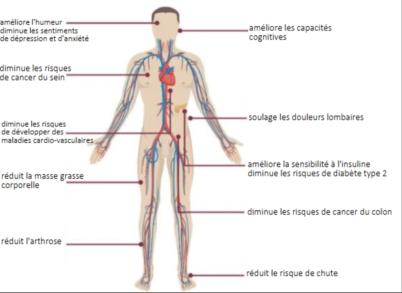 Effets de l’entraînement en résistance et de l’entraînement par intervalle sur la capacité d’exercice et la santé du sportif