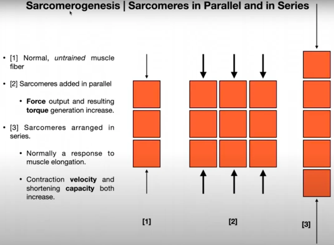 Comment maximiser l’hypertrophie musculaire ? Part. 2