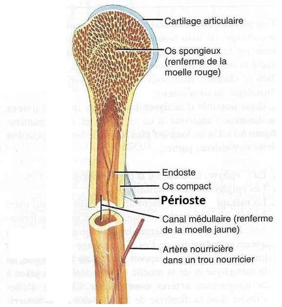 La périostite ou syndrome de stress tibial médian : explication et traitement