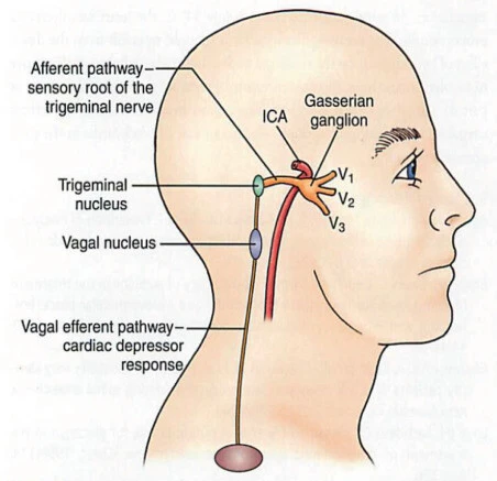 Crédits: https://www.sciencedirect.com/topics/immunology-and-microbiology/oculocardiac-reflex