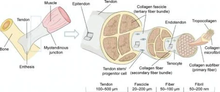 Crédits: Lipman et al. 2017