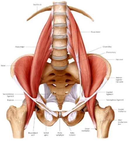 Source: http://massotherapieokine.ca/le-psoa/